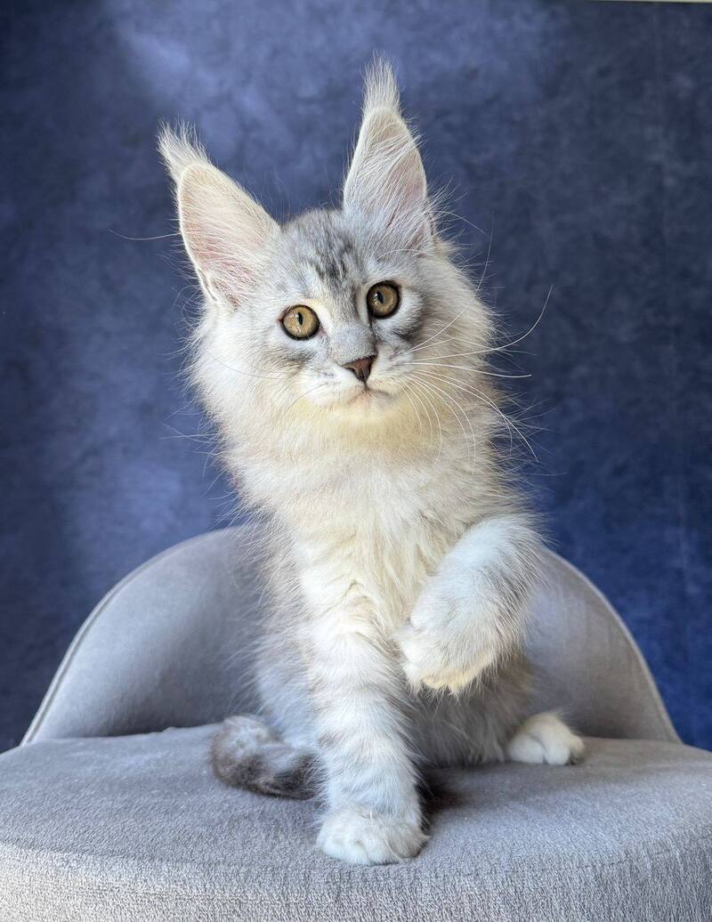 Vadash Maine Coon male black silver spotted tabby - live animals