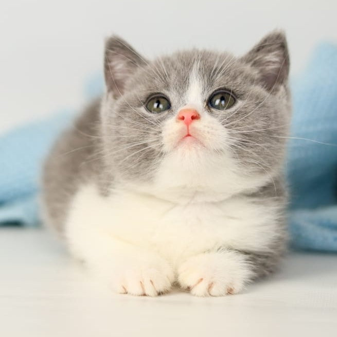 Paula British Shorthair female, blue bicolour