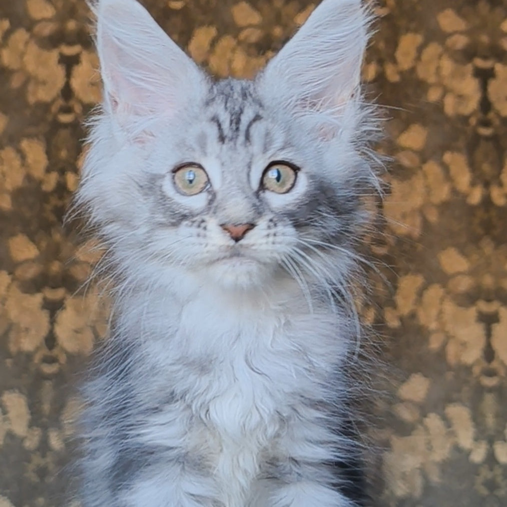 Iron Maine Coon male, black silver tabby