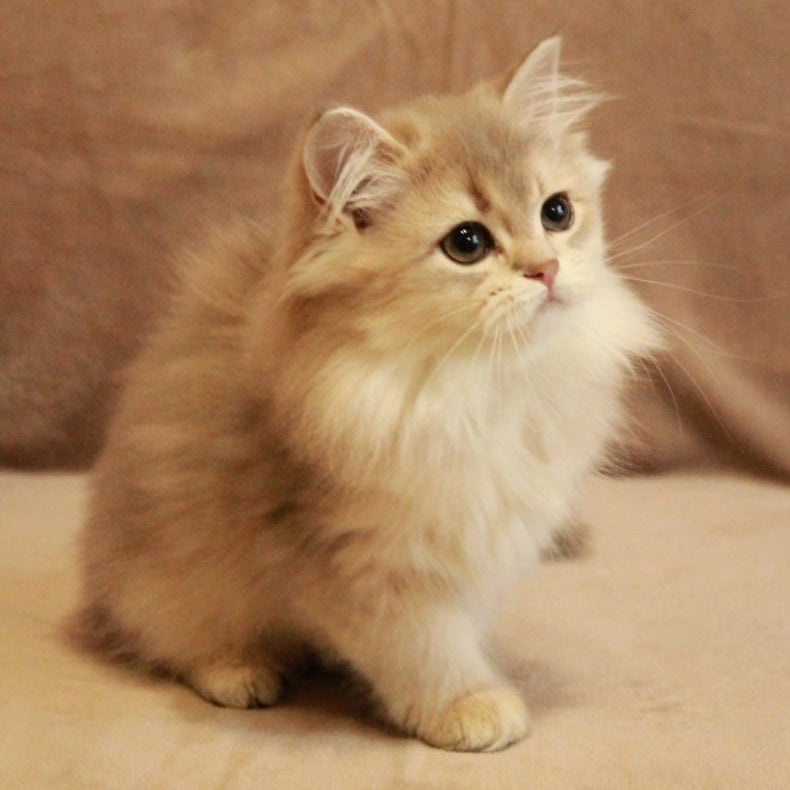 Olivia British Longhair female, blue golden shaded