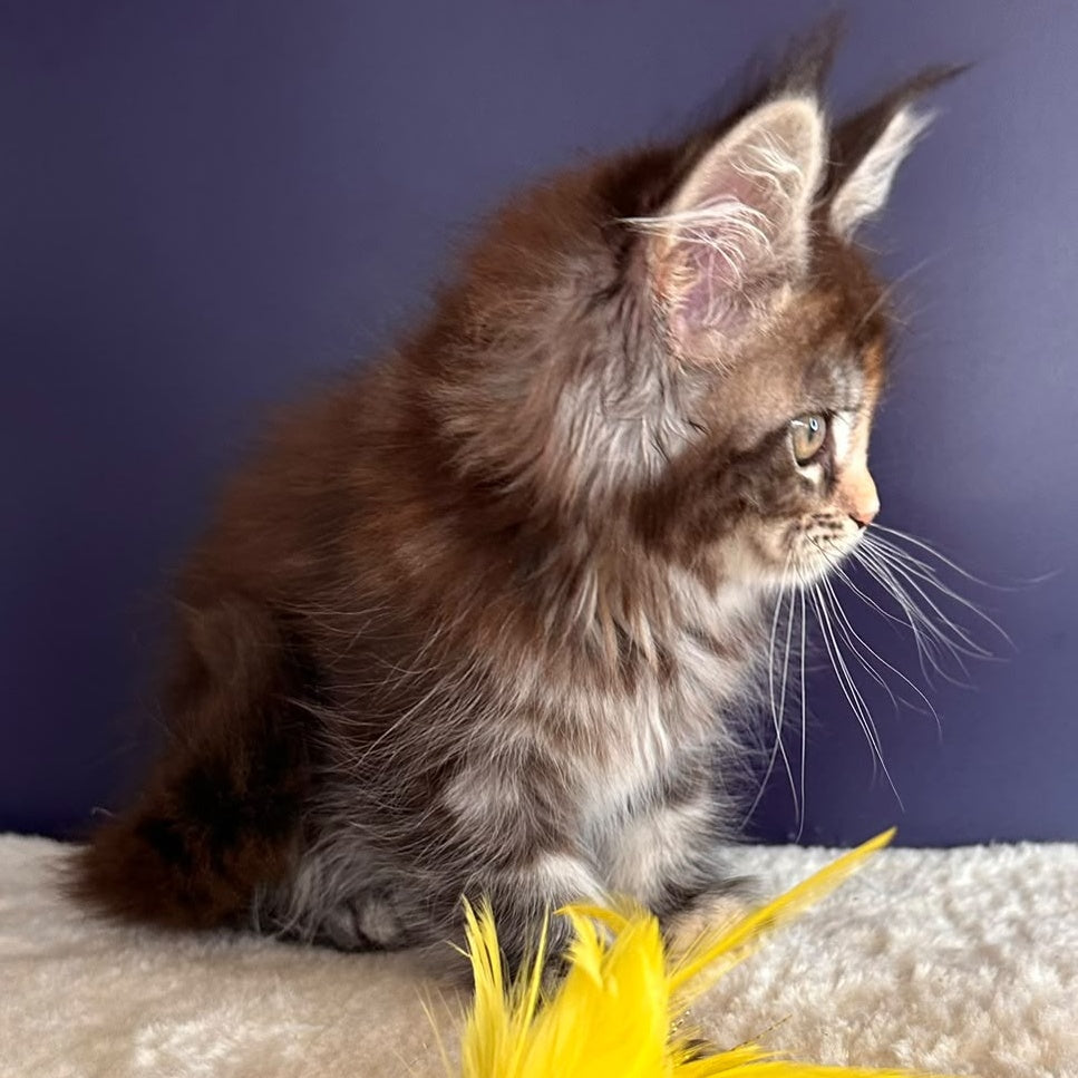 X-Lady Maine Coon female, black tortie silver tabby