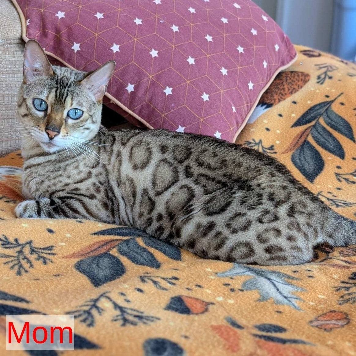Celeste Bengal female, black silver spotted tabby pointed