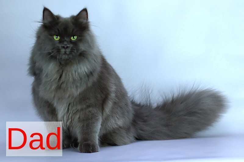 Eden Siberian male red silver - live animals