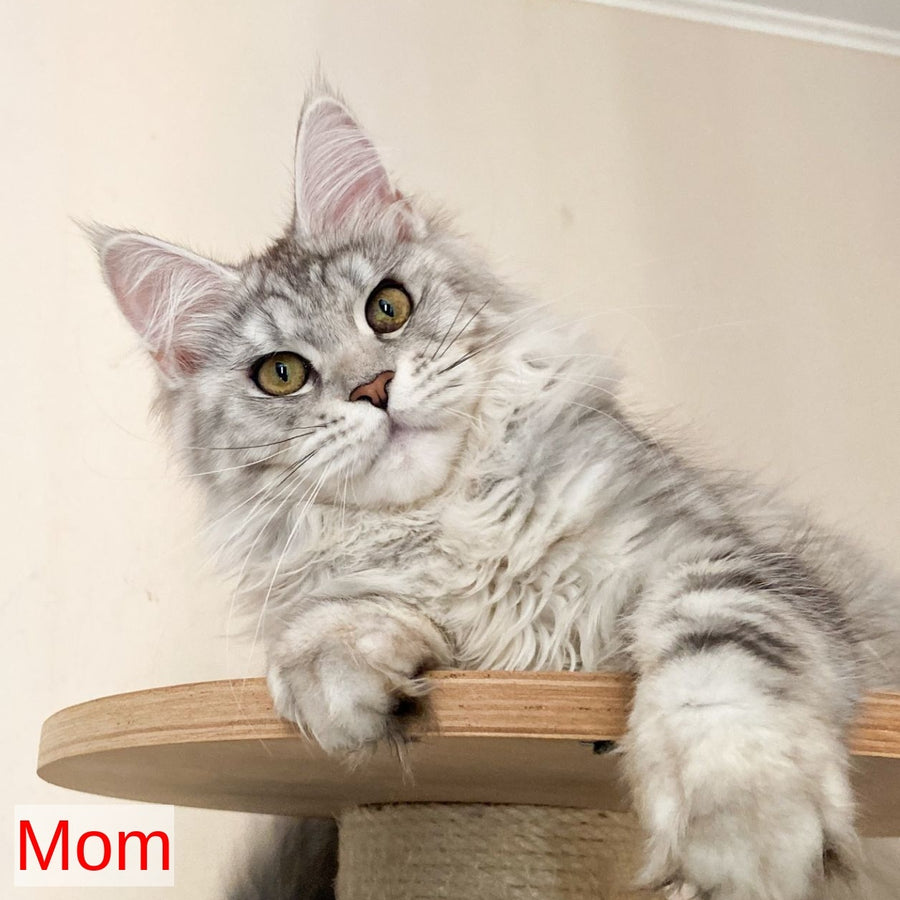 Frank Maine Coon male, red silver tabby
