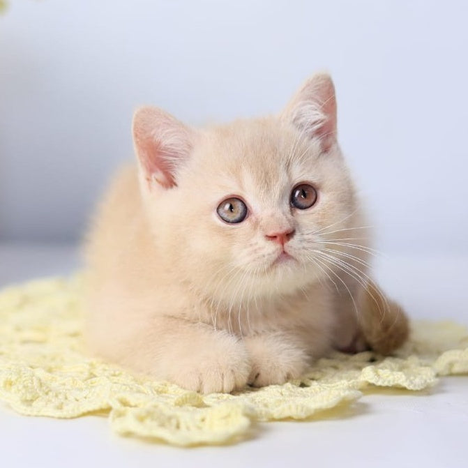 Yarik British Shorthair male, cream