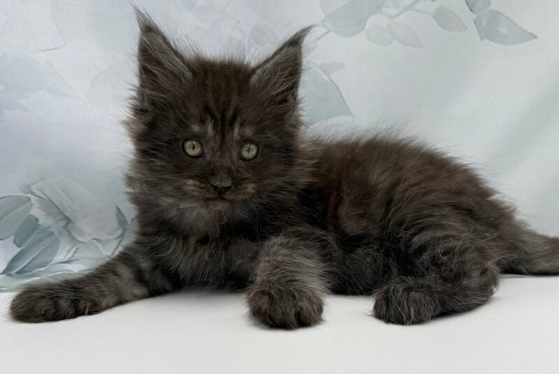 Amadest Maine Coon male, black silver