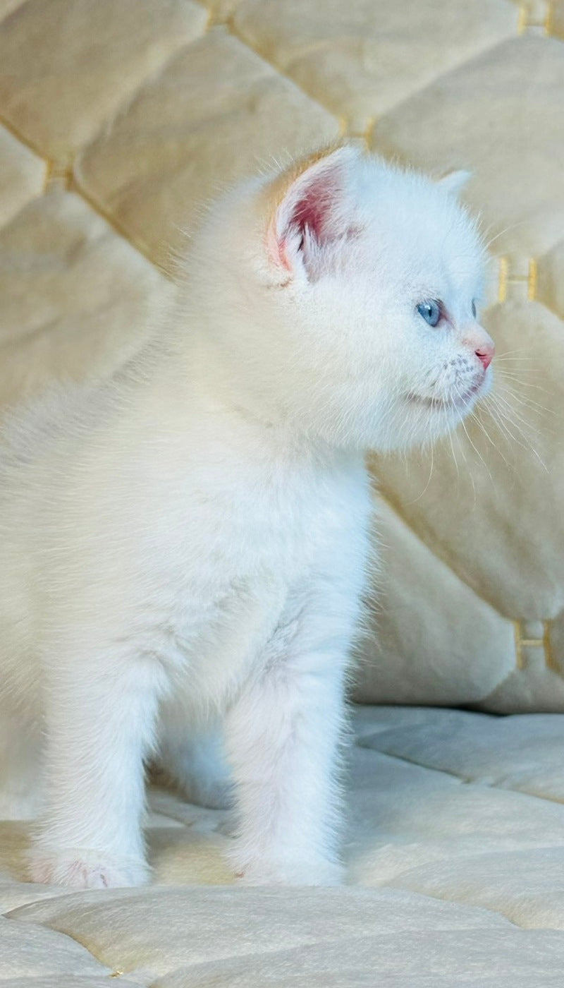 Elio British Shorthair male, red golden shaded pointed