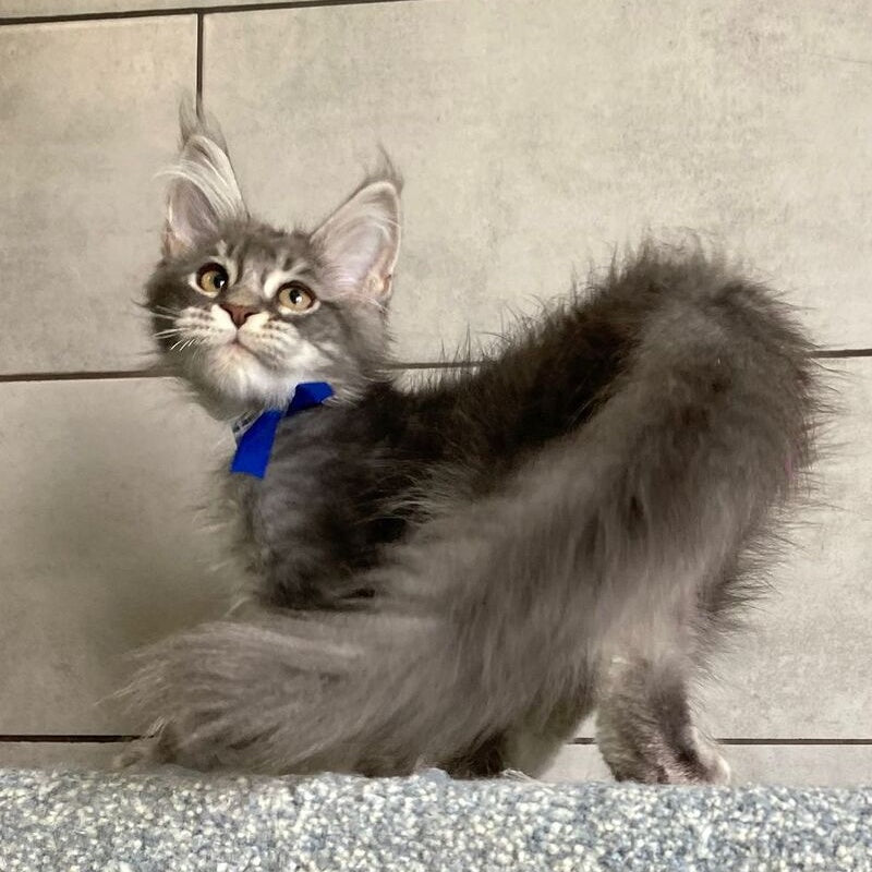 Ussuriysk Maine Coon male, blue silver tabby
