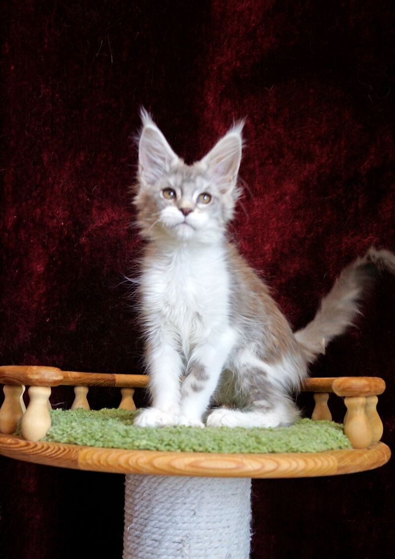 Korol Maine Coon male blue silver bicolour tabby live animals