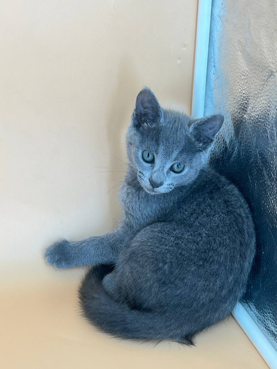 Kajra Russian Blue female, blue