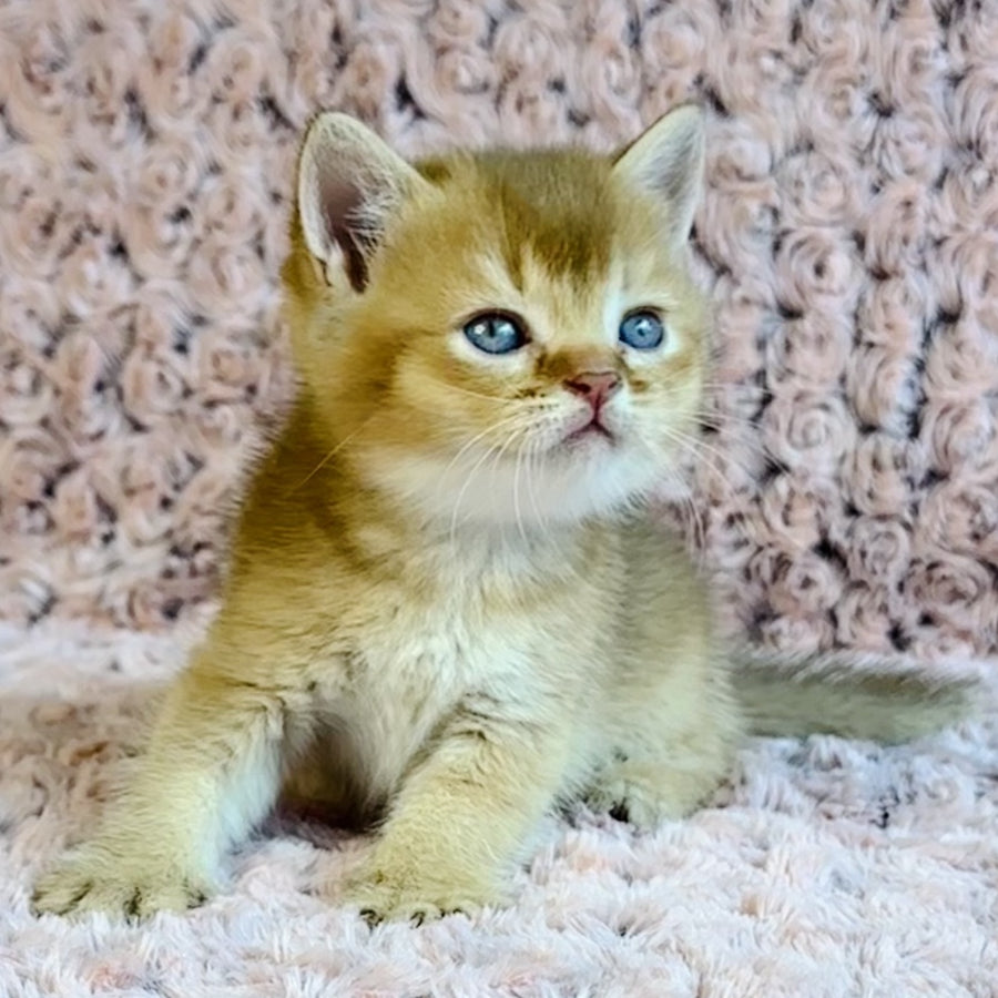 Golden Prince British Shorthair male, cinnamon golden shaded