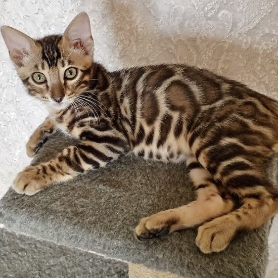 Elvis Bengal male, black spotted tabby