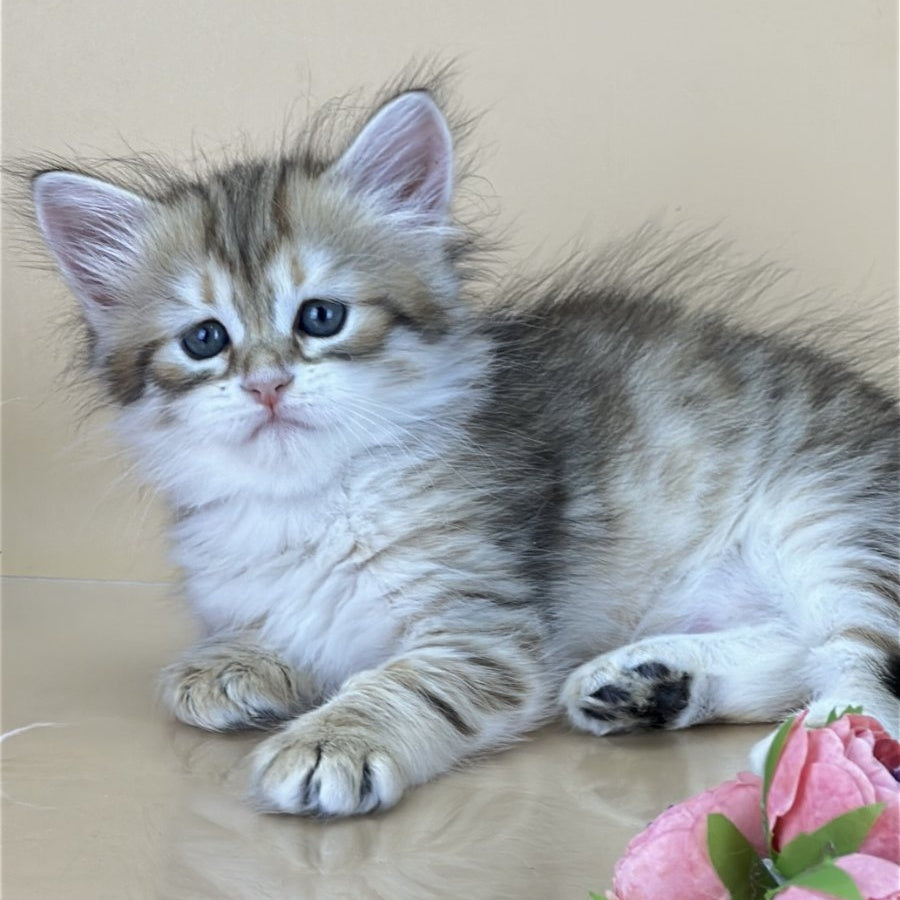 Yuna Siberian female, black golden tabby