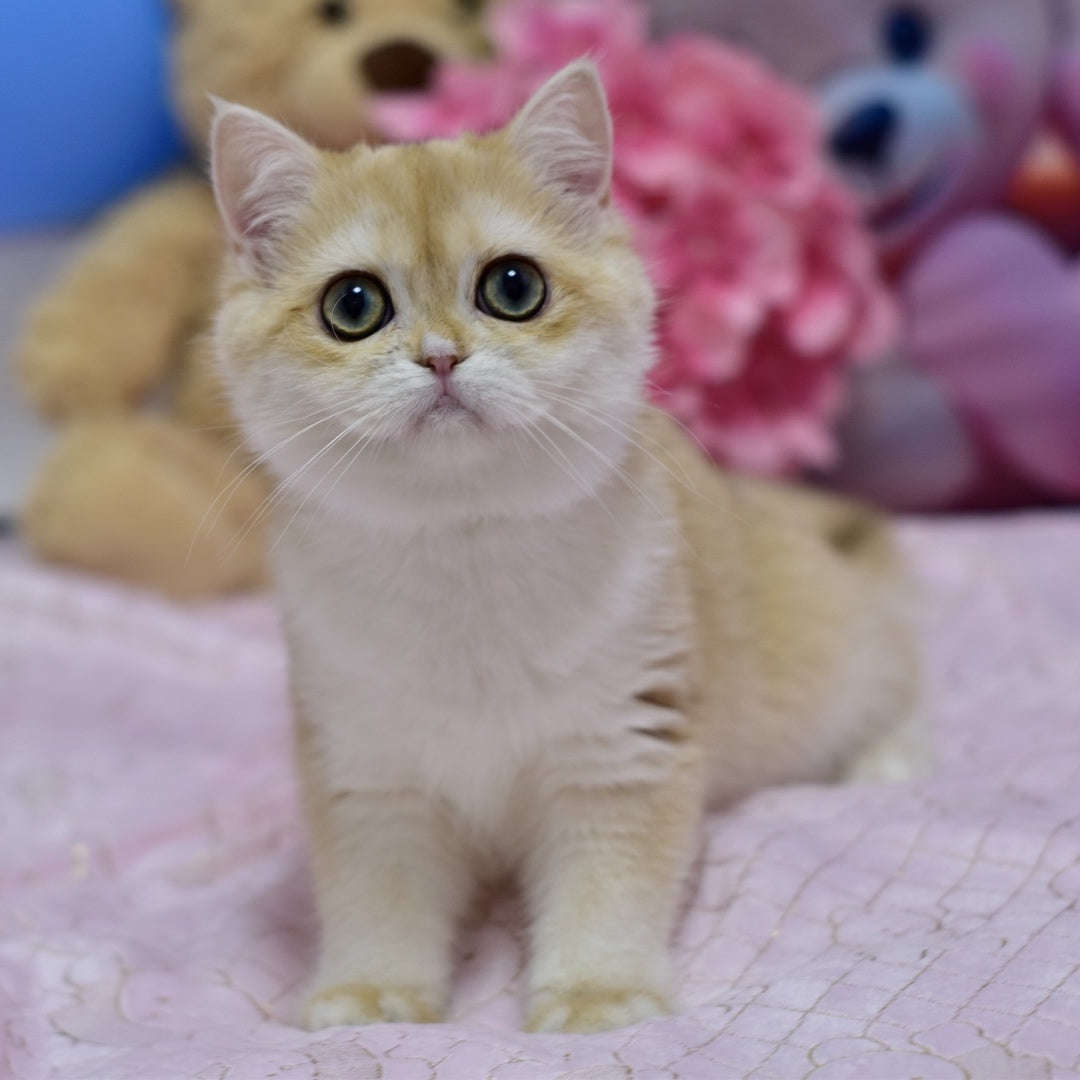 Chloe British Shorthair female, black golden chinchilla with white
