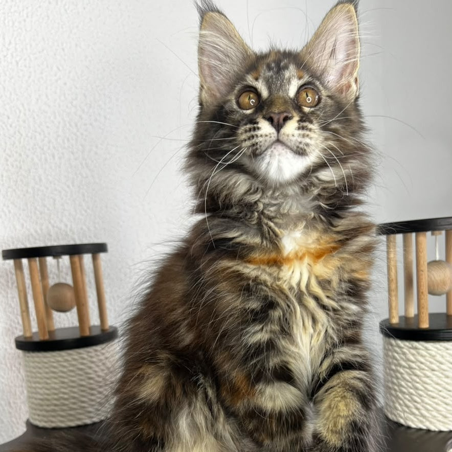 Bernadette Maine Coon female, black tortie tabby