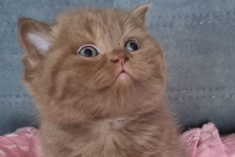 Wella Rose British Shorthair female сinnamon - live animals