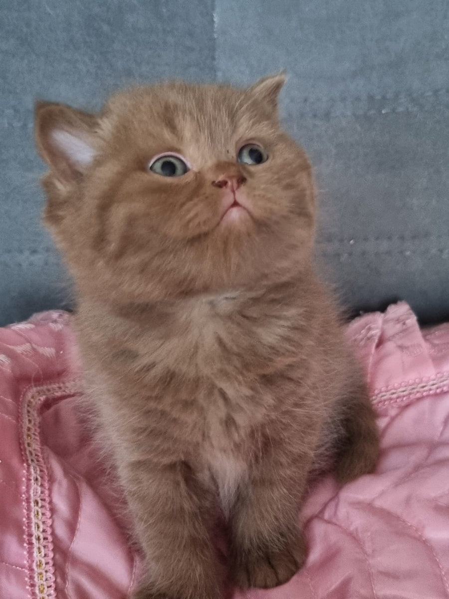 Wella Rose British Shorthair female сinnamon - live animals