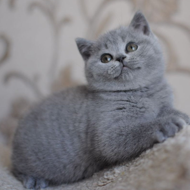 Teguila British Shorthair female, blue