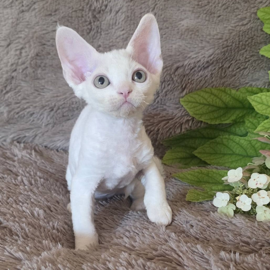 Watson Devon Rex male, white