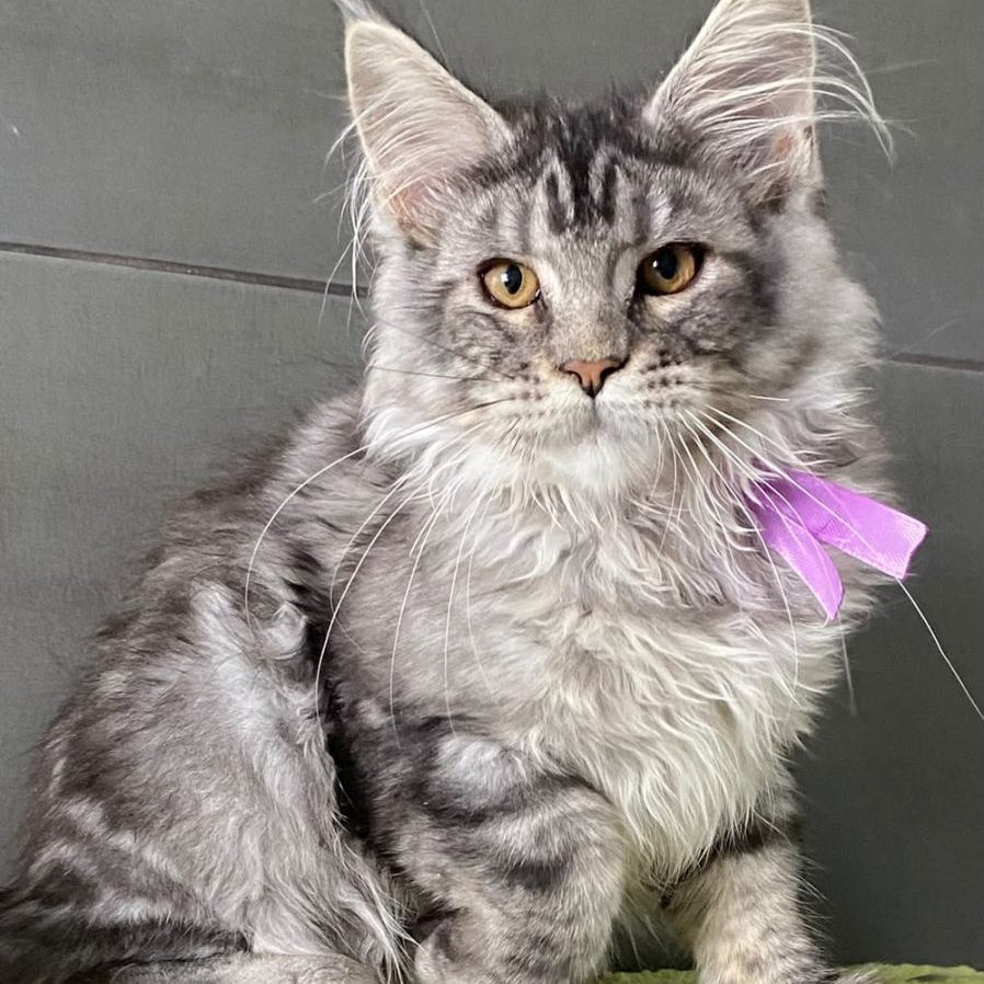 Asuncion Maine Coon male, black tabby