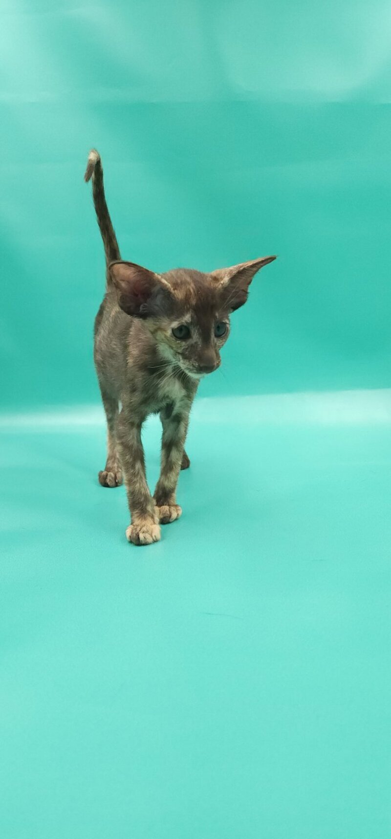 Sayuri Oriental Shorthair female, chocolate tortie