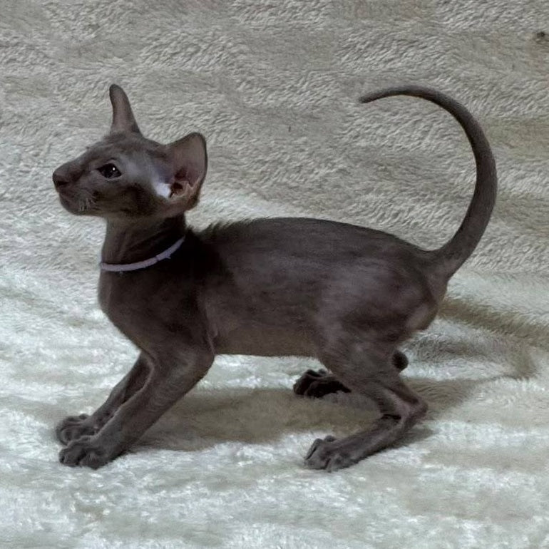 Kenzo Oriental Shorthair male, lilac