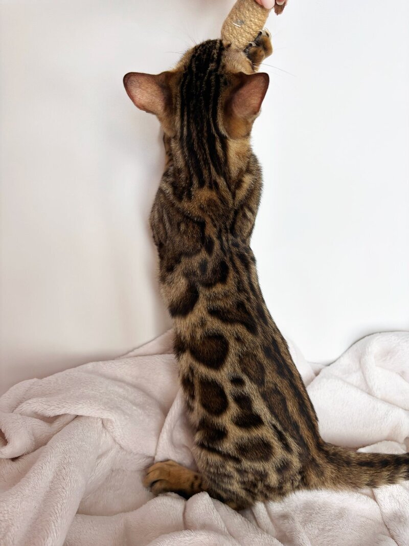 Lola Bengal female black spotted tabby - live animals