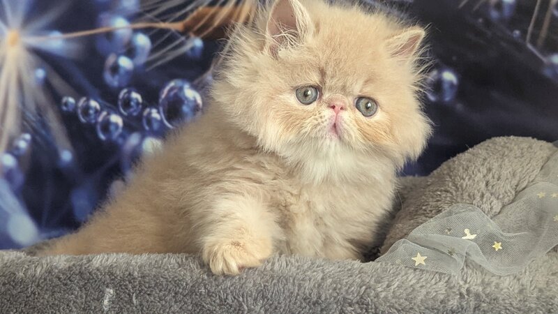 Vanda Persian female, cream