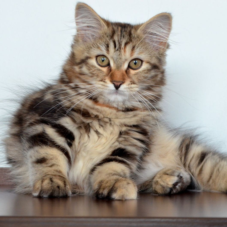Tamina Siberian female, black tortie tabby