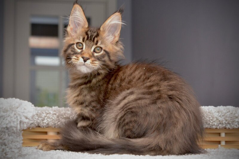 Whitewood Maine Coon male black tabby - live animals