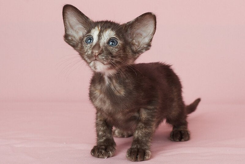 Queen Oriental Shorthair female chocolate tortie - live animals