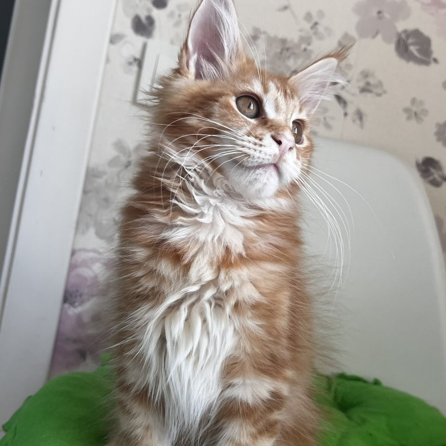 Sparky Maine Coon male, red tabby