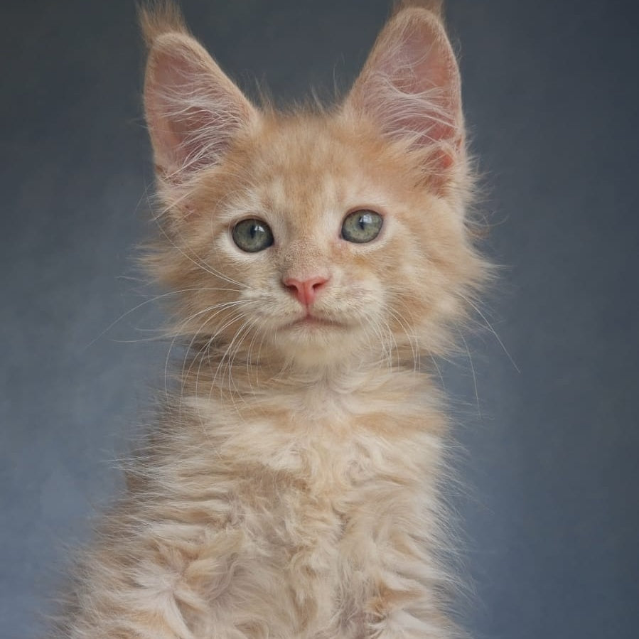 Paul Maine Coon male, cream