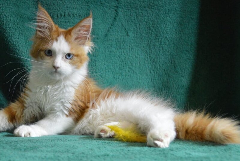 Dacota Maine Coon female, red tabby bicolour
