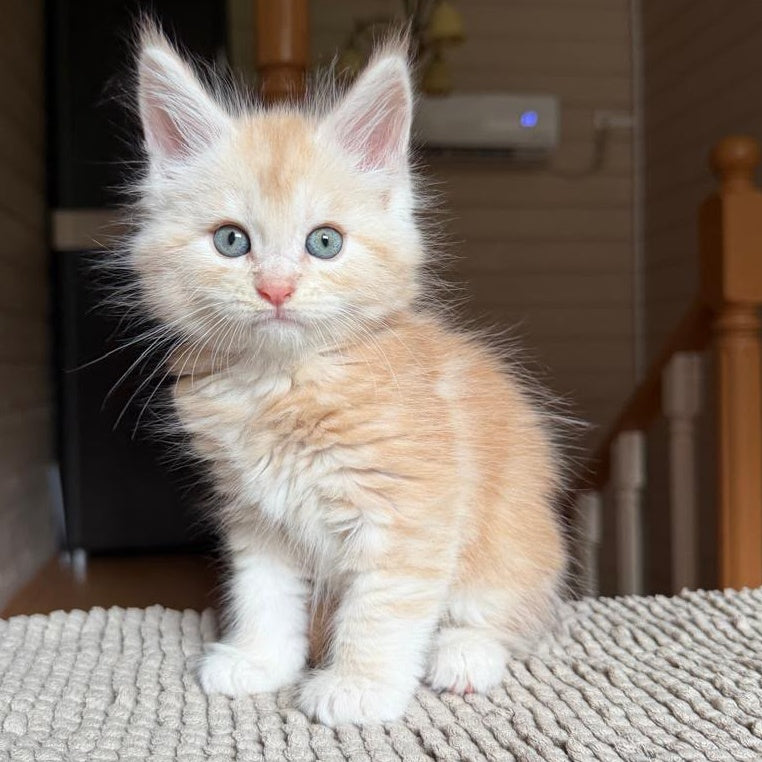 Champ Maine Coon male, red silver tabby