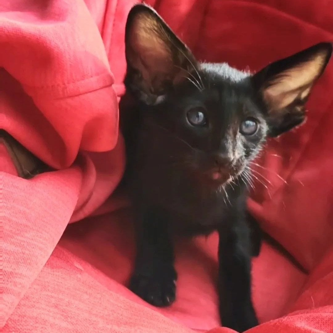 Zamir Oriental Shorthair male, black
