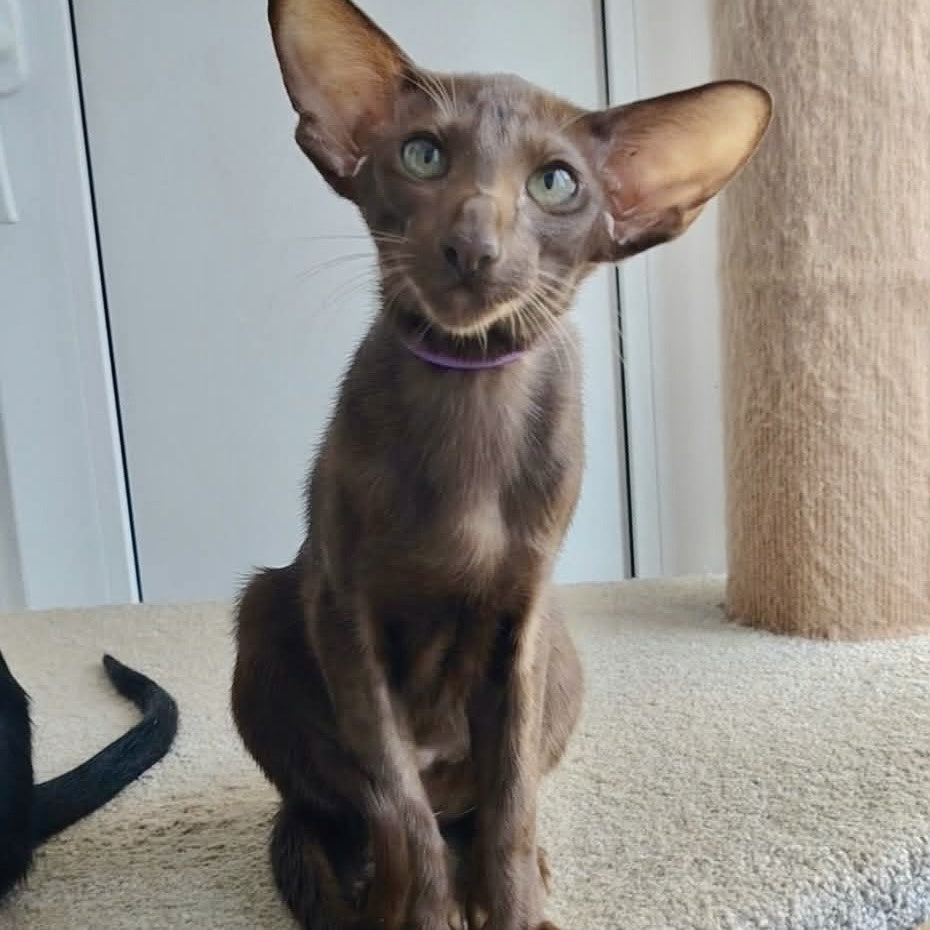 Ayla Oriental Shorthair female, chocolate
