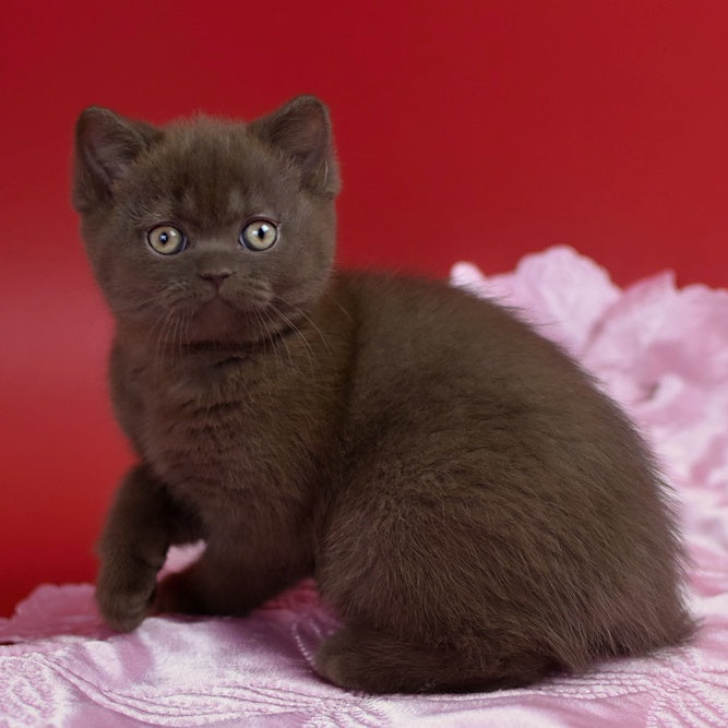 Avrora British Shorthair female, chocolate