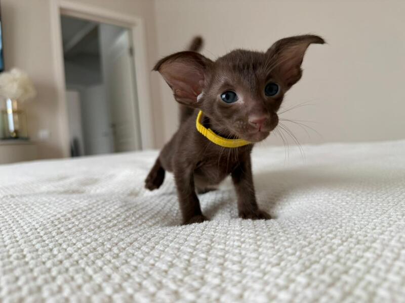 Adele Oriental Shorthair female chocolate - live animals