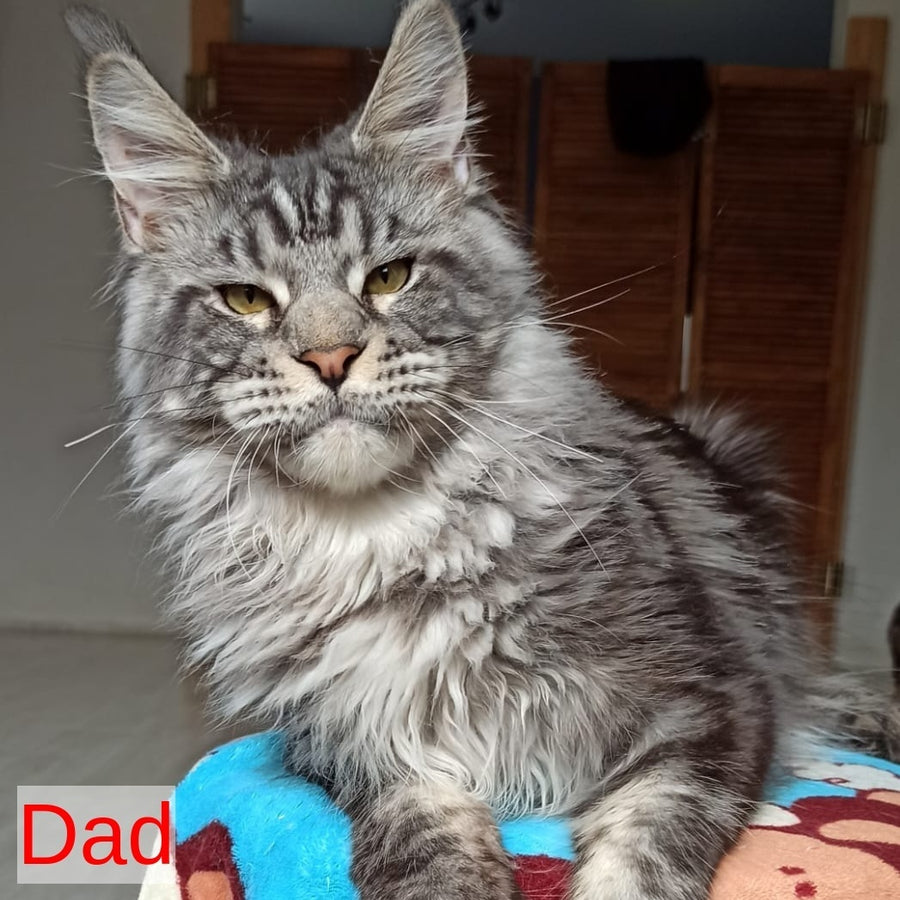 Robin Maine Coon male, black tabby