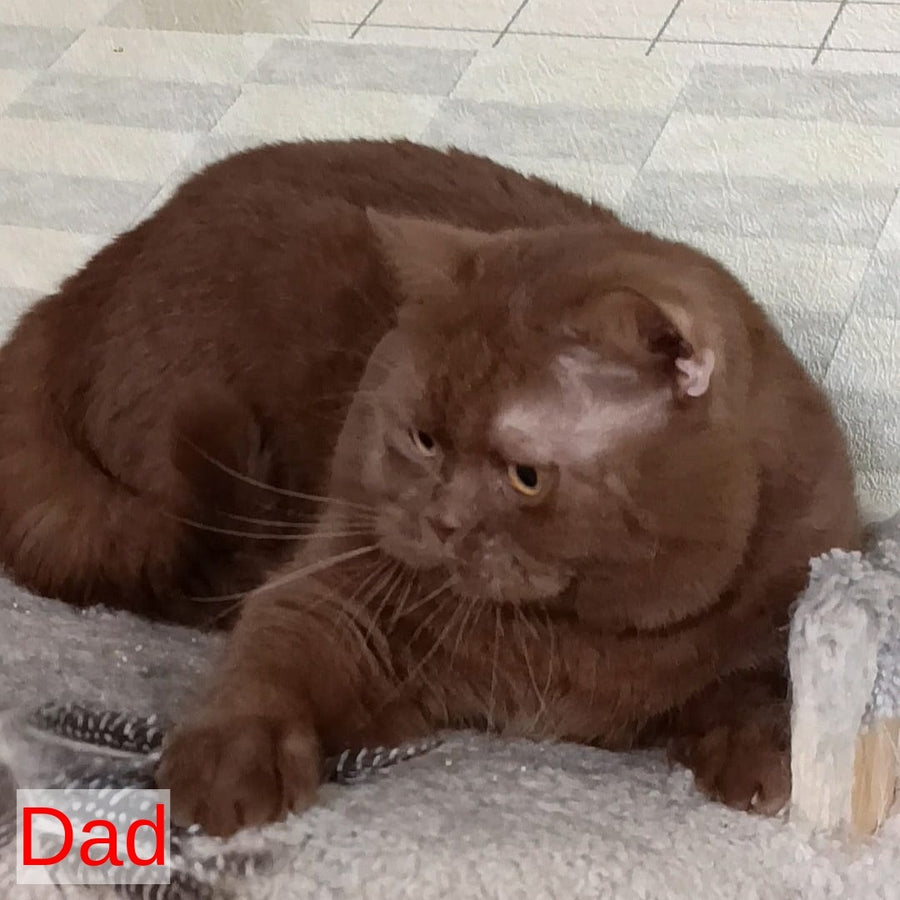 Linda British Shorthair female, black