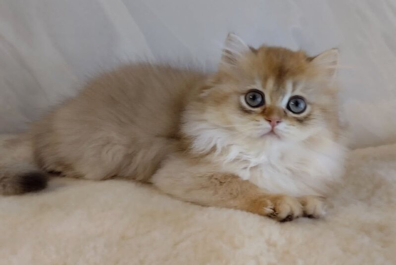Alan British Longhair female, chocolate golden shaded