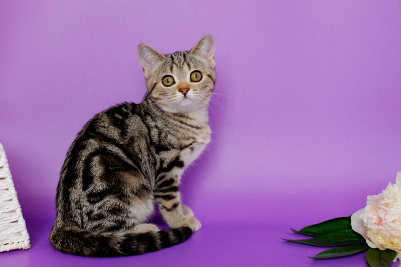 Kelly British Shorthair female, black silver tabby