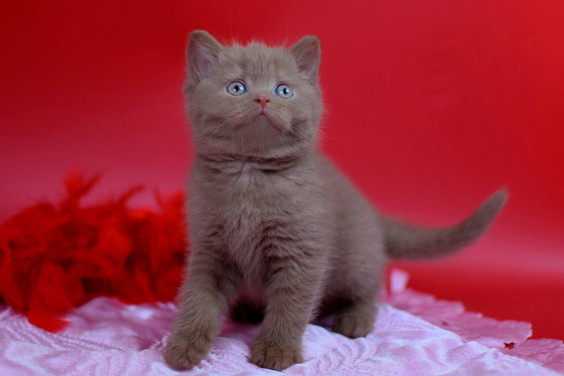 Yanka British Shorthair female cinnamon - live animals