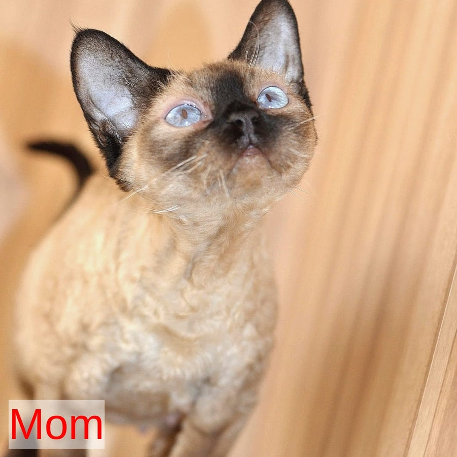 Multik Devon Rex male, white