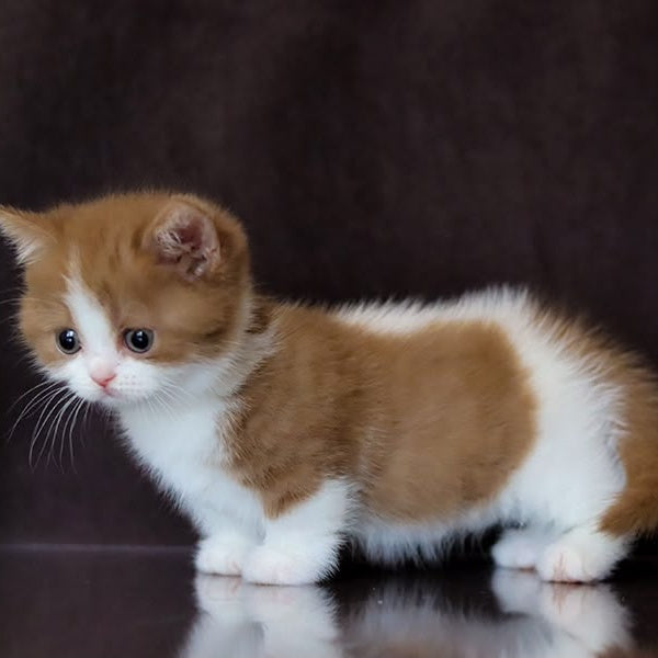 Fortune Munchkin female, cinnamon bicolour