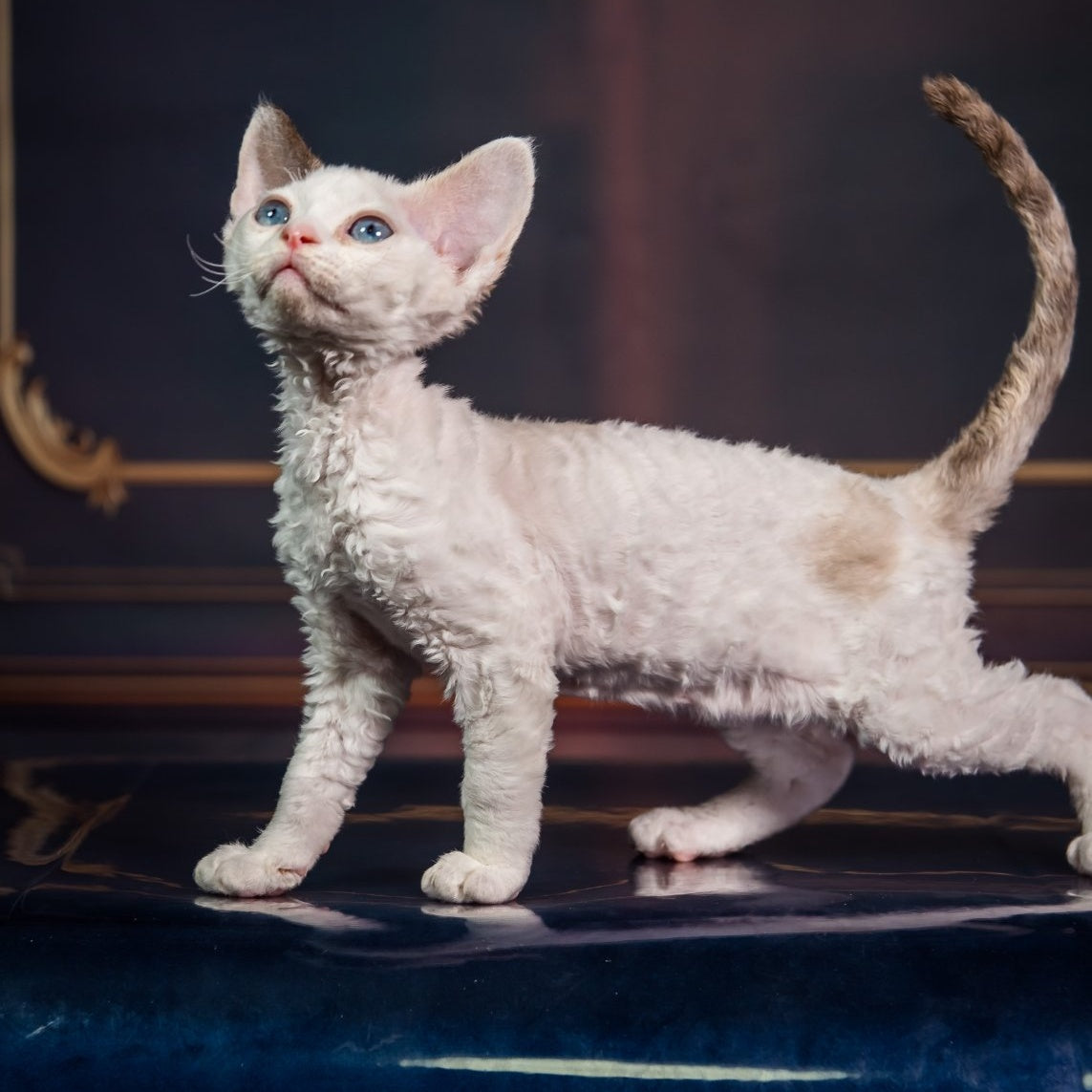 Karamel Devon Rex female, blue tortie pointed