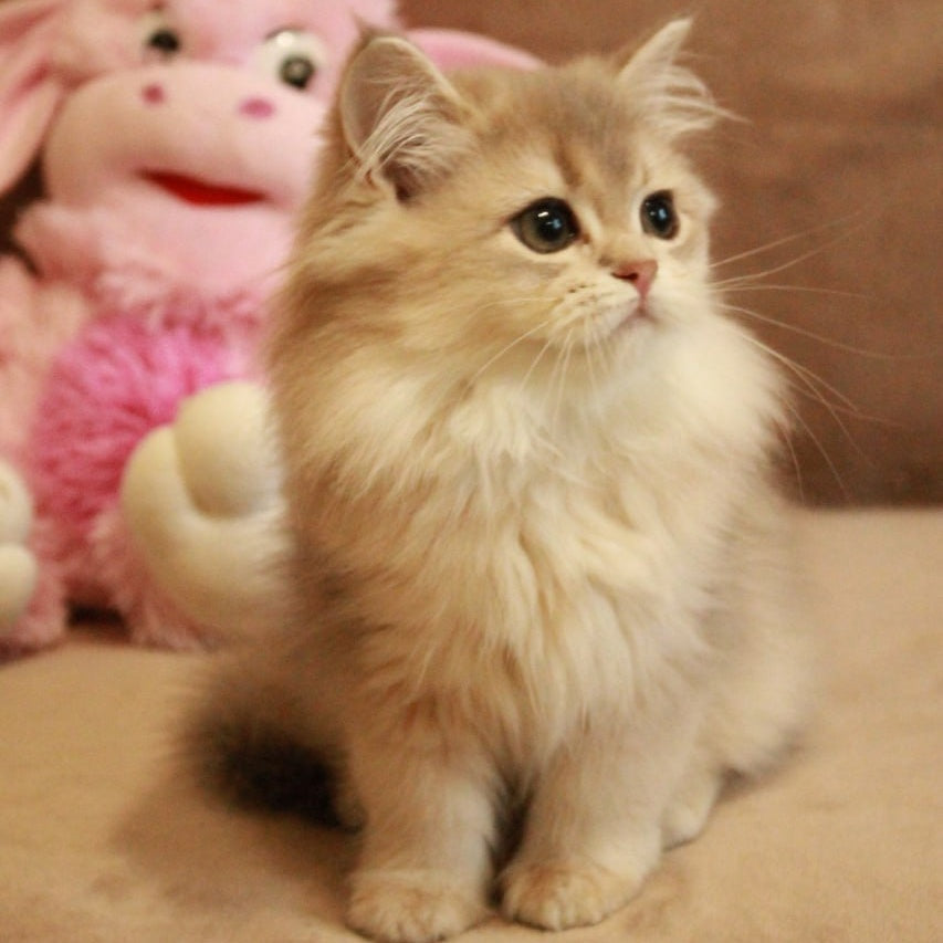 Olivia British Longhair female, blue golden shaded