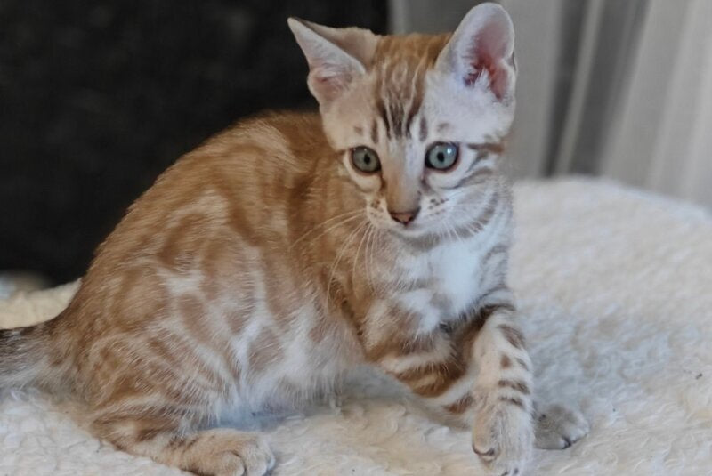 Helen Bengal female black spotted tabby pointed - live animals
