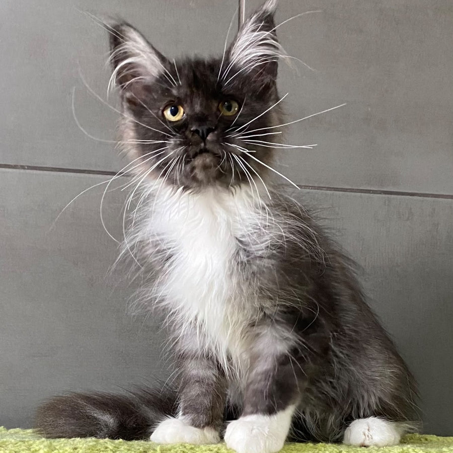 Alushta Maine Coon female, black silver bicolour